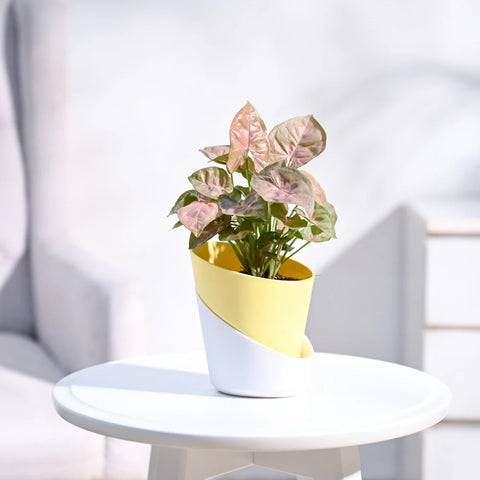 Syngonium Pink