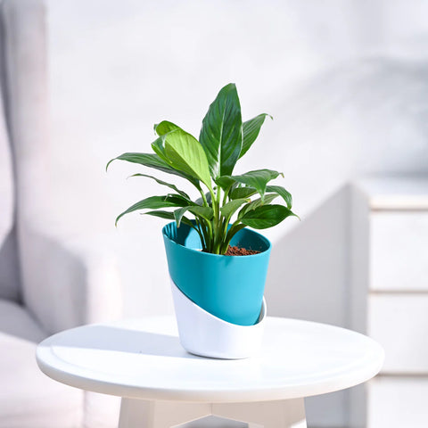 Peace Lily
