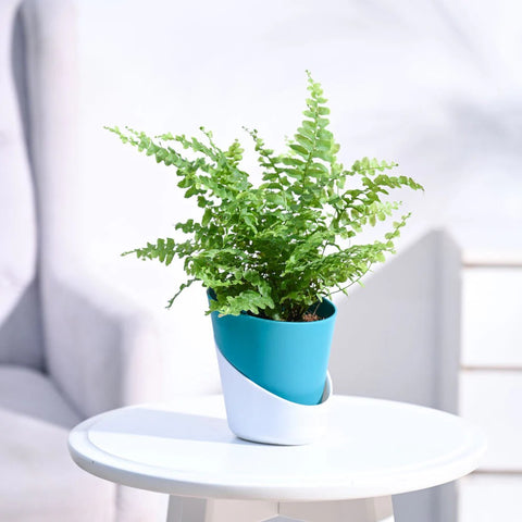 Boston Compacta Fern