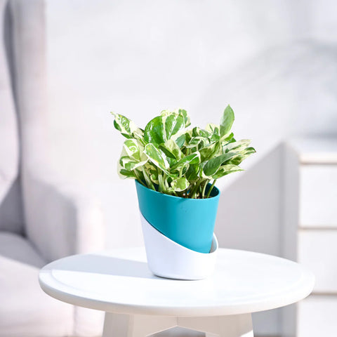 Epipremnum Aureum - N'Joy Pothos