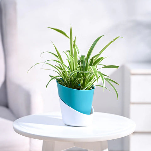 Chlorophytum Spider Plant - Reverse