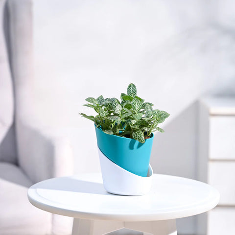 White Nerve Plant