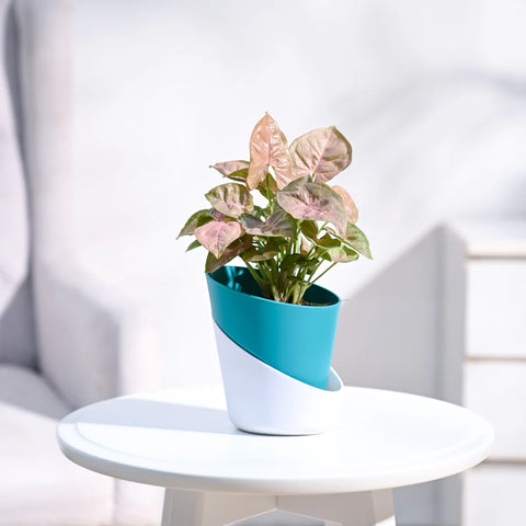 Syngonium Pink