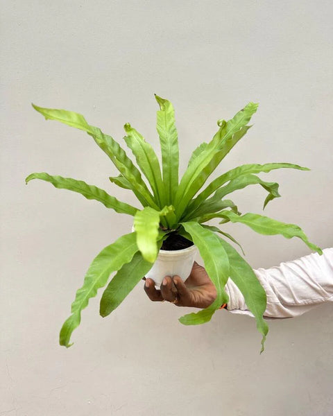 Osaka Bird Nest Fern