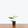 Epipremnum Pinnatum - Baltic Blue Pothos