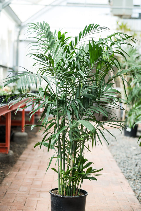 Bamboo Palm XL