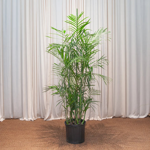 Bamboo Palm XL