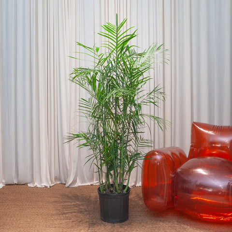 Bamboo Palm XL