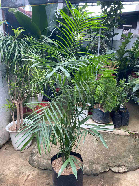 Bamboo Palm XL