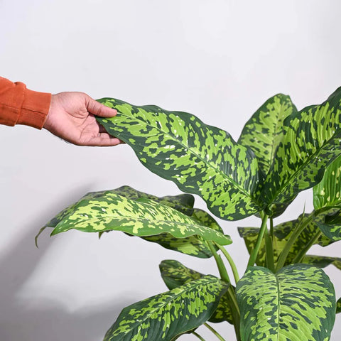 Dieffenbachia Cheetah XL