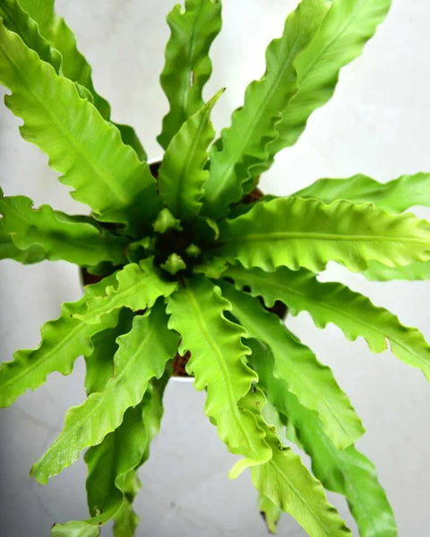 Osaka Bird Nest Fern