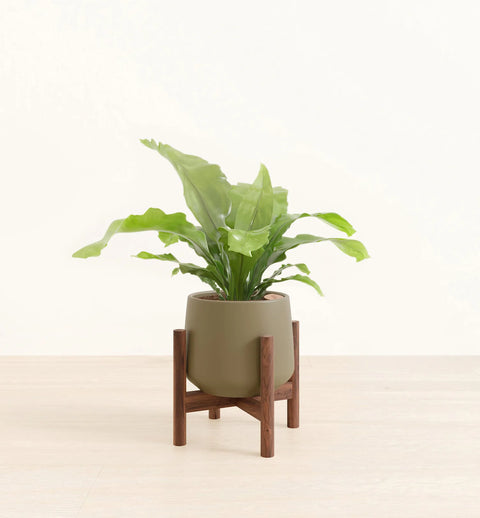 Osaka Bird Nest Fern