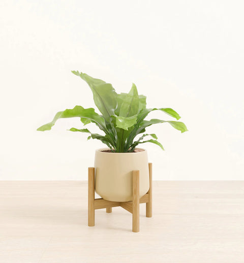 Osaka Bird Nest Fern