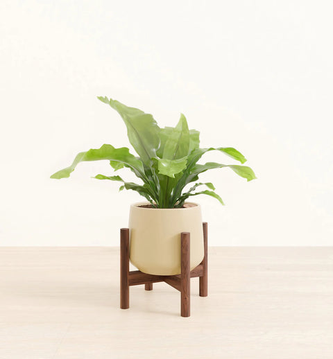 Osaka Bird Nest Fern