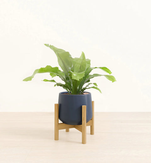 Osaka Bird Nest Fern