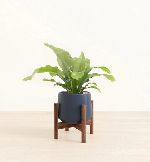 Osaka Bird Nest Fern