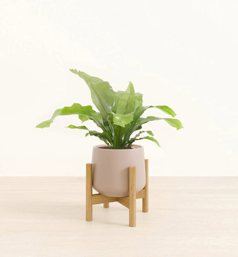 Osaka Bird Nest Fern