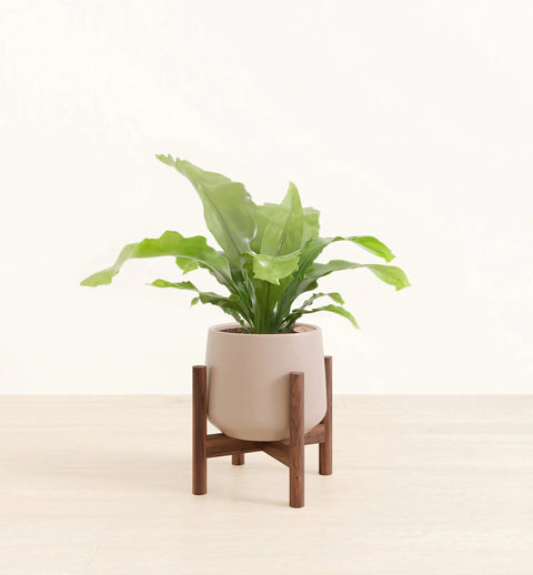 Osaka Bird Nest Fern