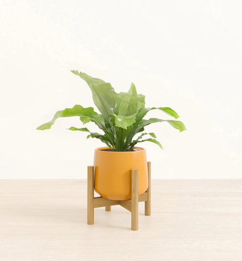 Osaka Bird Nest Fern