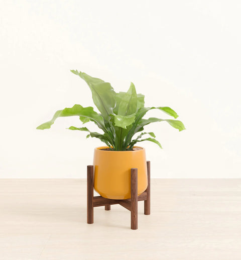 Osaka Bird Nest Fern