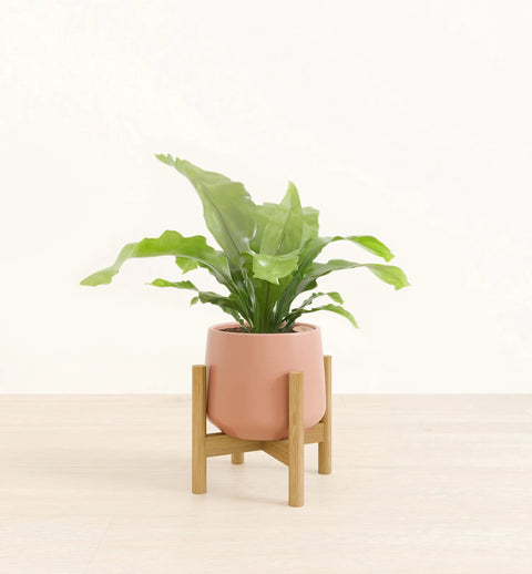 Osaka Bird Nest Fern