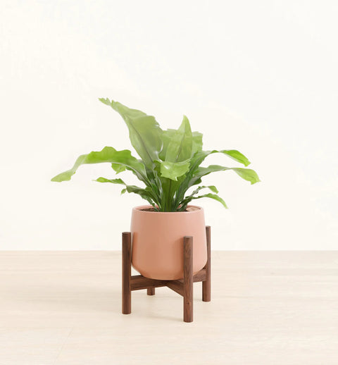 Osaka Bird Nest Fern