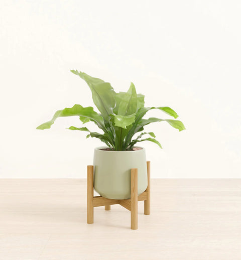 Osaka Bird Nest Fern