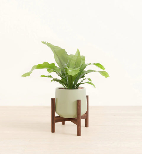 Osaka Bird Nest Fern