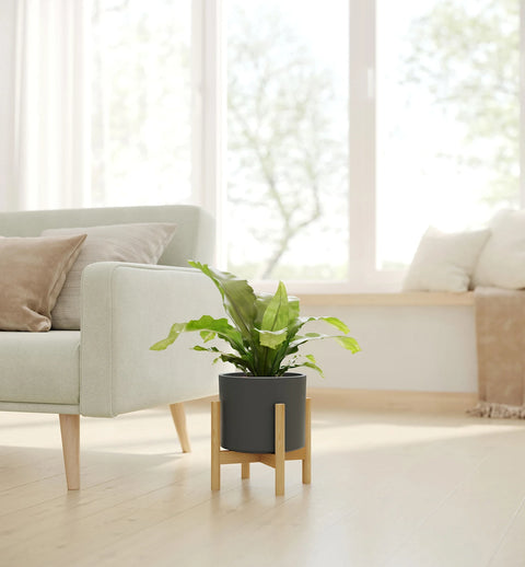 Osaka Bird Nest Fern