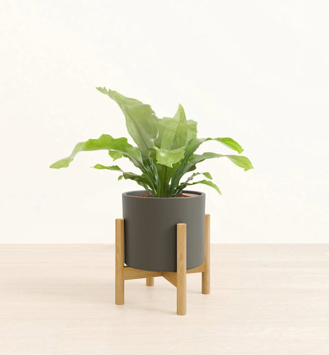 Osaka Bird Nest Fern
