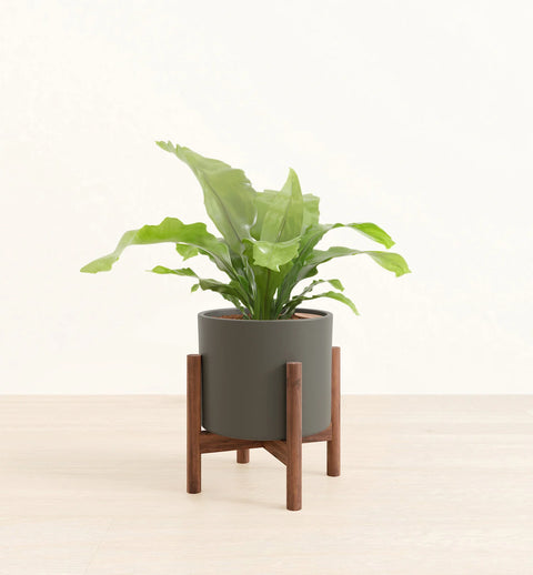 Osaka Bird Nest Fern