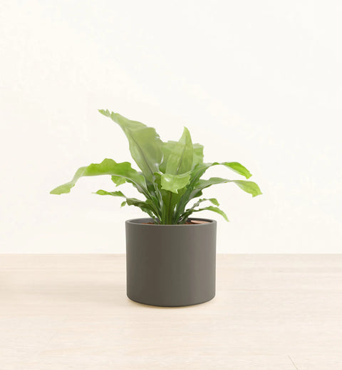 Osaka Bird Nest Fern