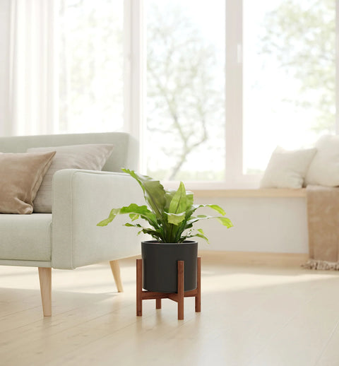 Osaka Bird Nest Fern