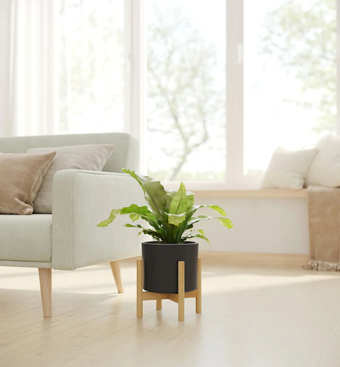 Osaka Bird Nest Fern