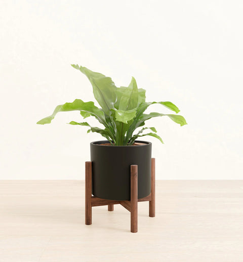 Osaka Bird Nest Fern