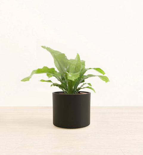 Osaka Bird Nest Fern