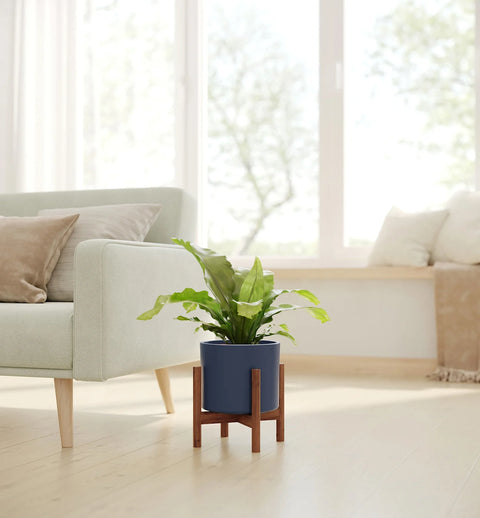 Osaka Bird Nest Fern