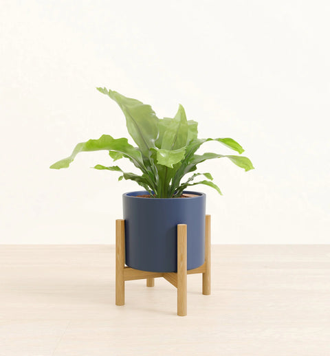 Osaka Bird Nest Fern