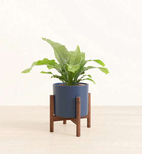 Osaka Bird Nest Fern