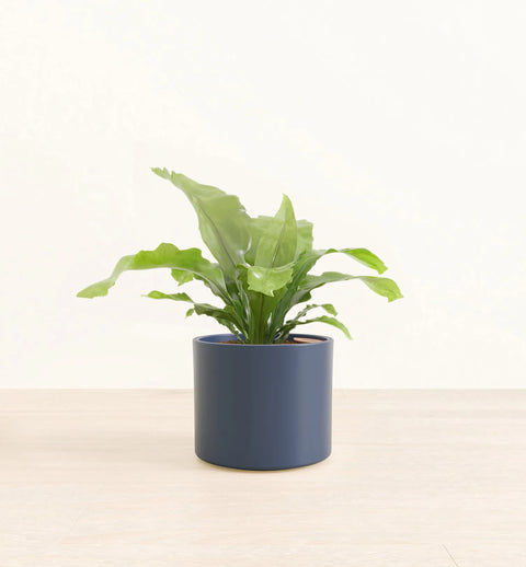 Osaka Bird Nest Fern