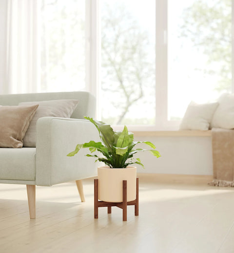 Osaka Bird Nest Fern
