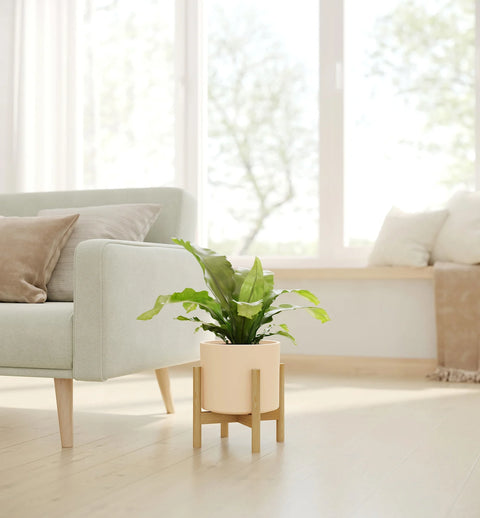 Osaka Bird Nest Fern
