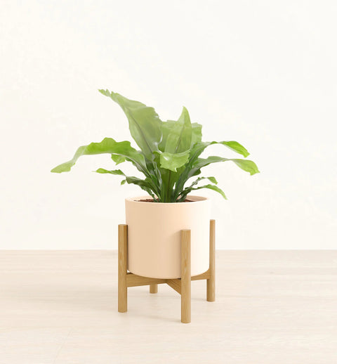 Osaka Bird Nest Fern