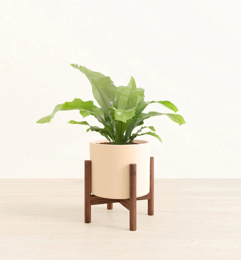 Osaka Bird Nest Fern