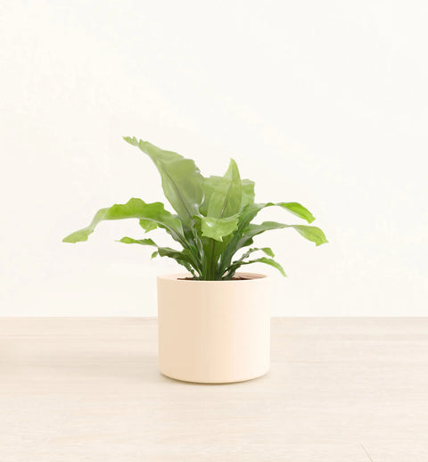 Osaka Bird Nest Fern
