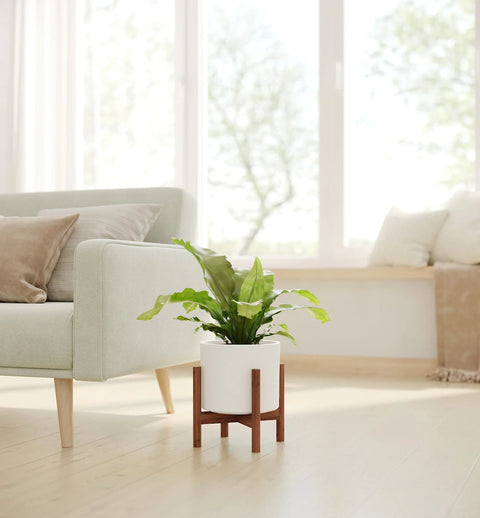 Osaka Bird Nest Fern