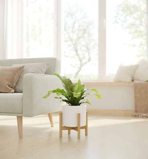 Osaka Bird Nest Fern