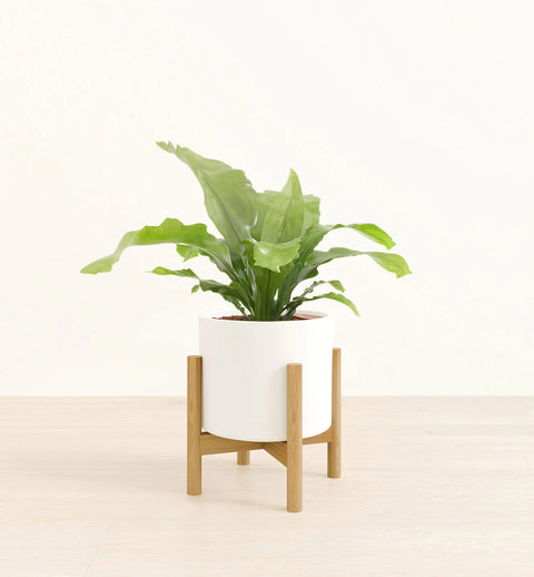 Osaka Bird Nest Fern
