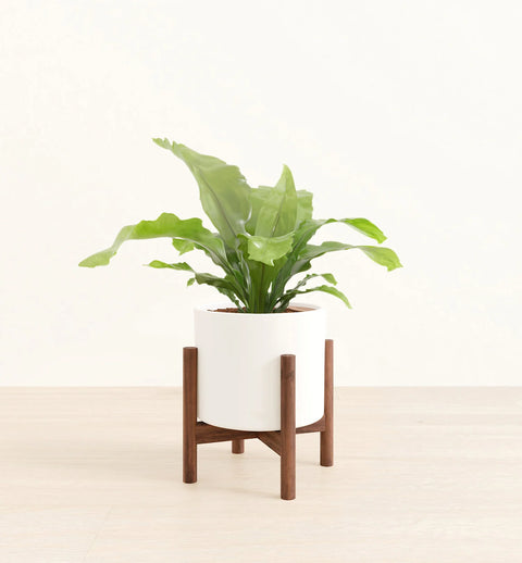 Osaka Bird Nest Fern