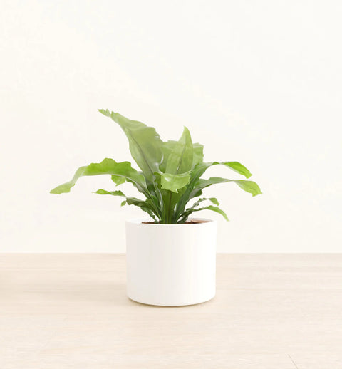 Osaka Bird Nest Fern